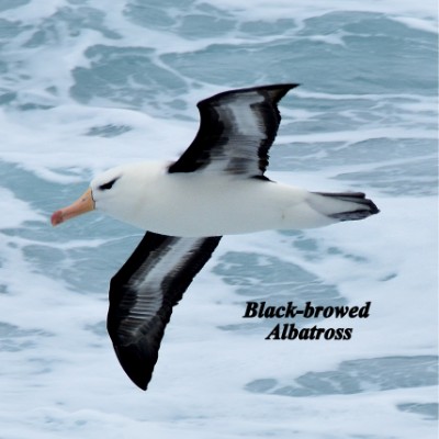 Black-browed Albatross